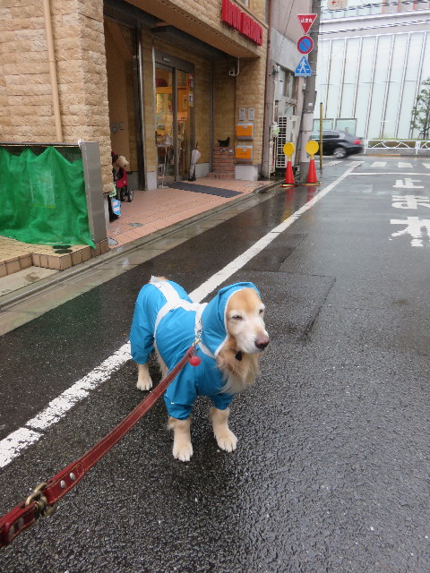 ファイル 4775-1.jpg