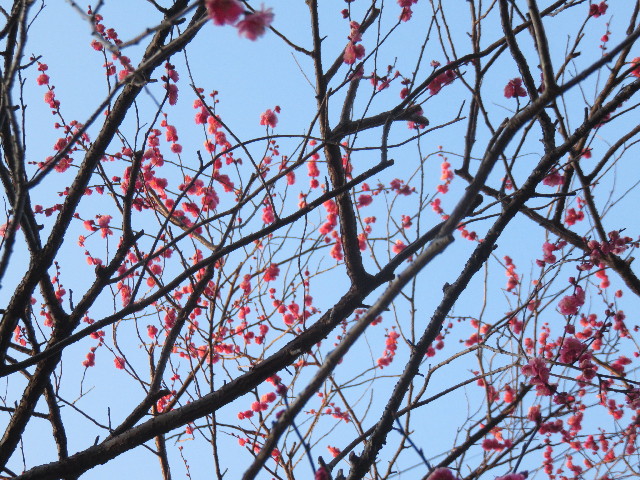 ファイル 4780-2.jpg