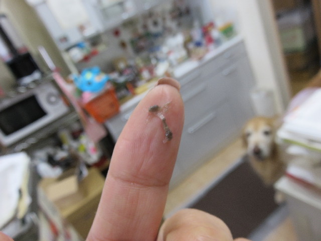 ファイル 4785-3.jpg