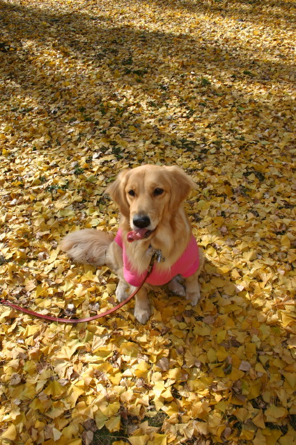 ファイル 479-1.jpg