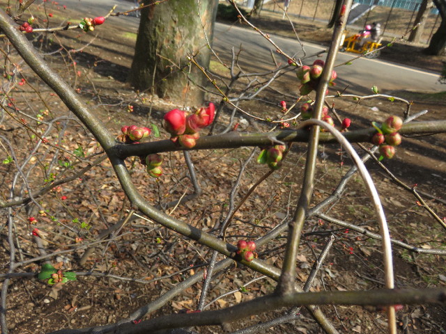 ファイル 4795-2.jpg