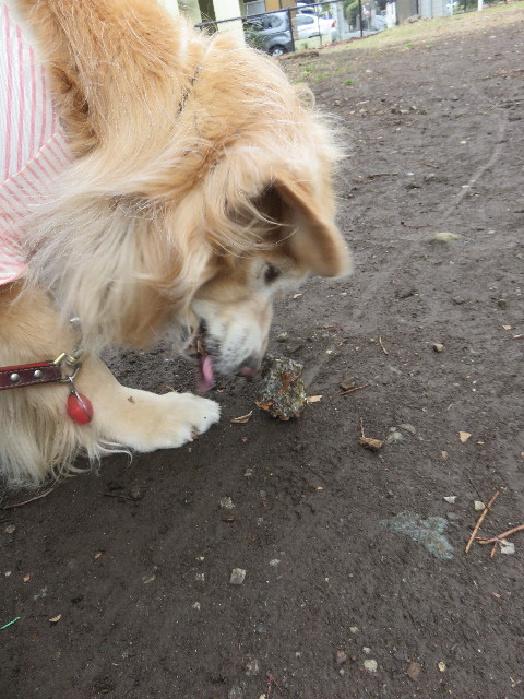 ファイル 4796-1.jpg