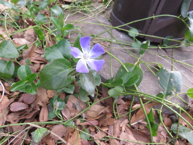 ファイル 4796-5.jpg