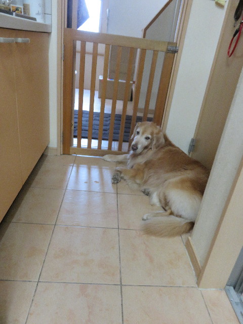 ファイル 4799-1.jpg