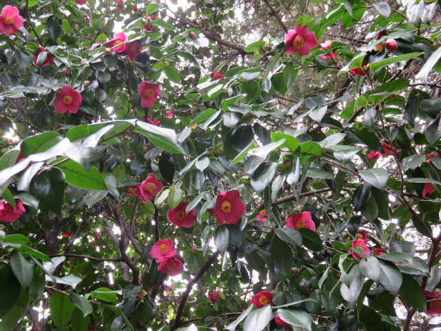 ファイル 4803-2.jpg