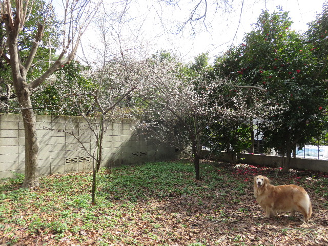 ファイル 4803-3.jpg