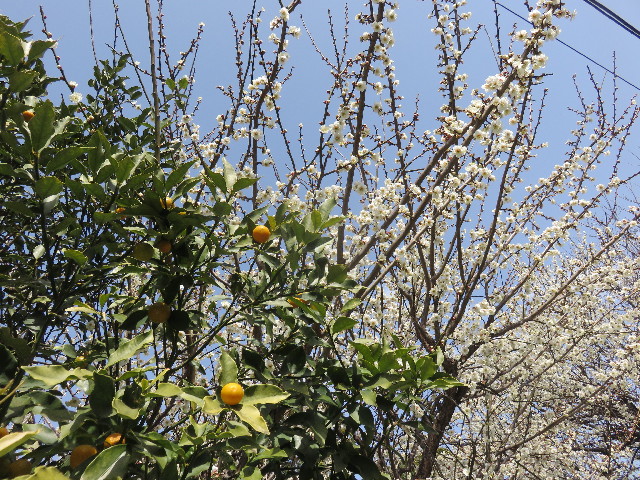 ファイル 4807-4.jpg