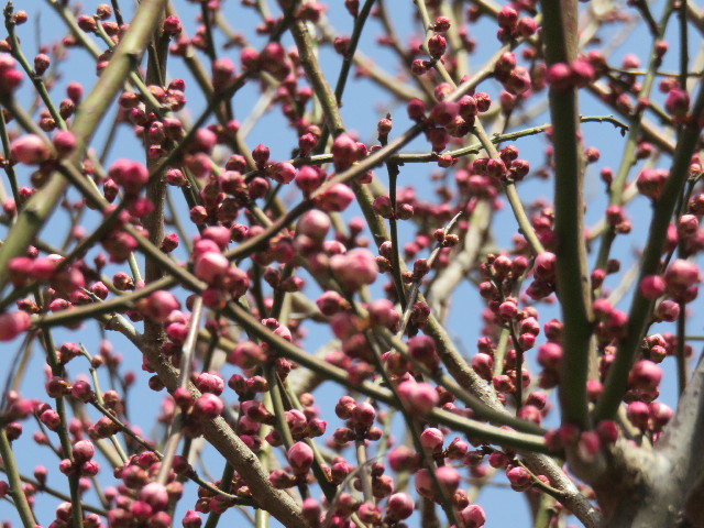 ファイル 4807-5.jpg