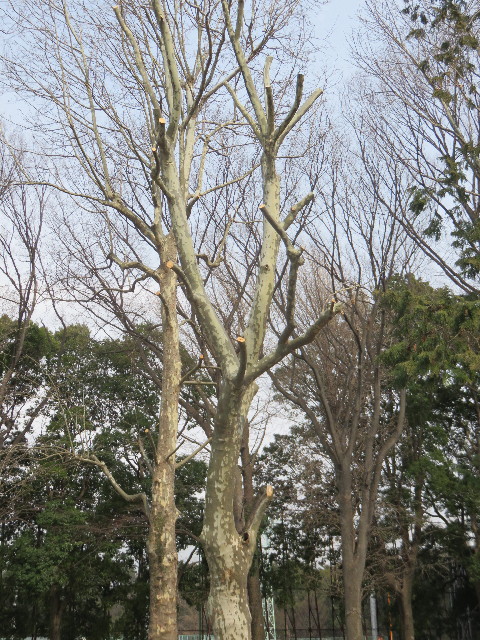 ファイル 4834-2.jpg