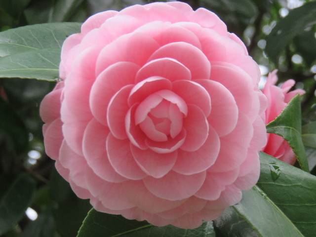 ファイル 4840-2.jpg