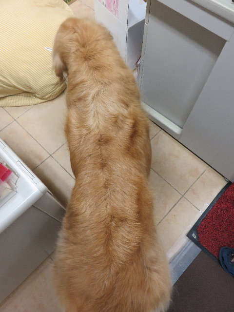 ファイル 4842-4.jpg