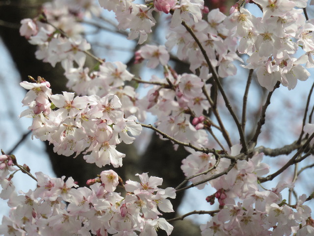 ファイル 4846-2.jpg