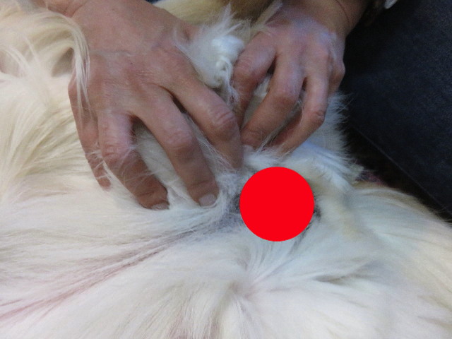 ファイル 4853-1.jpg