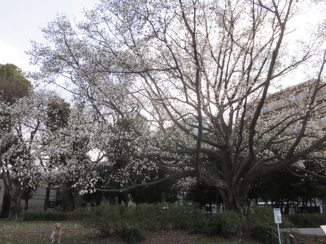 ファイル 4854-3.jpg