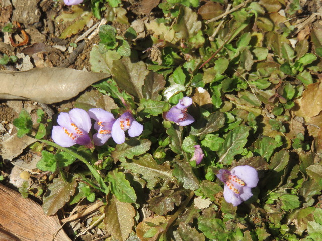 ファイル 4865-1.jpg