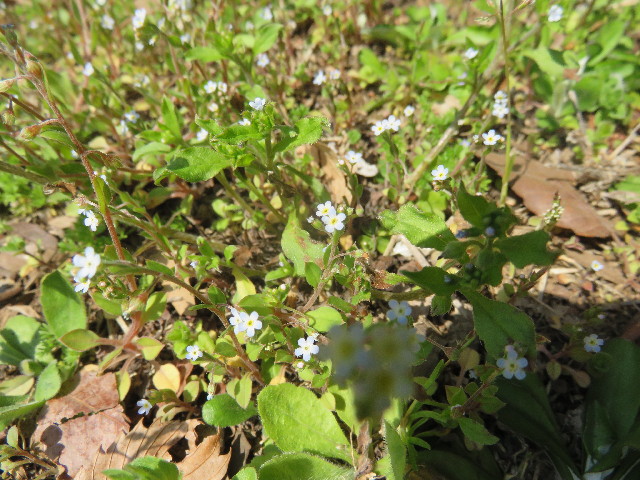 ファイル 4866-5.jpg