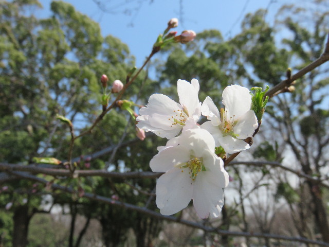 ファイル 4869-5.jpg
