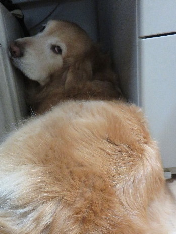 ファイル 4874-2.jpg