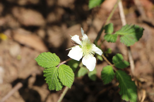 ファイル 4877-3.jpg