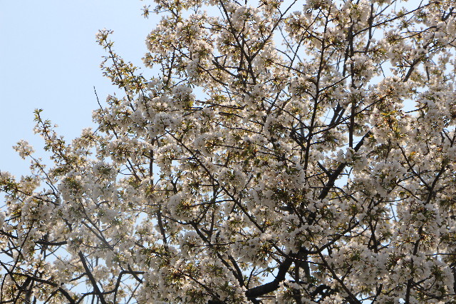 ファイル 4879-1.jpg