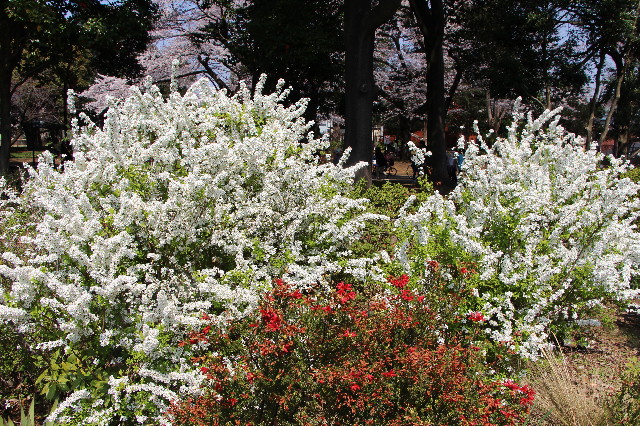 ファイル 4879-3.jpg