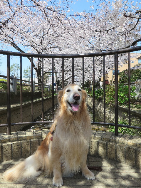 ファイル 4882-1.jpg