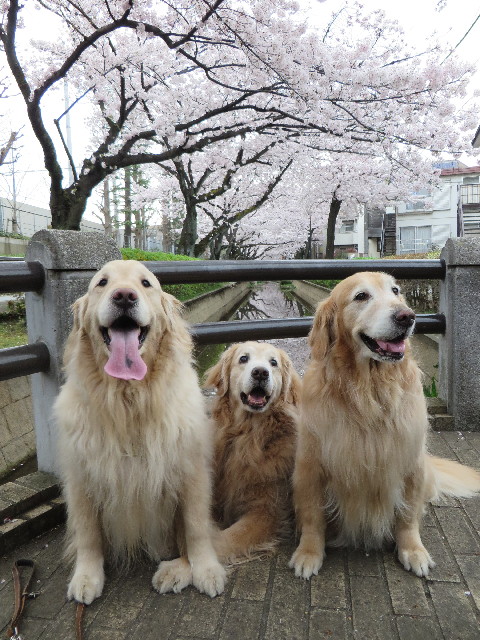 ファイル 4882-4.jpg