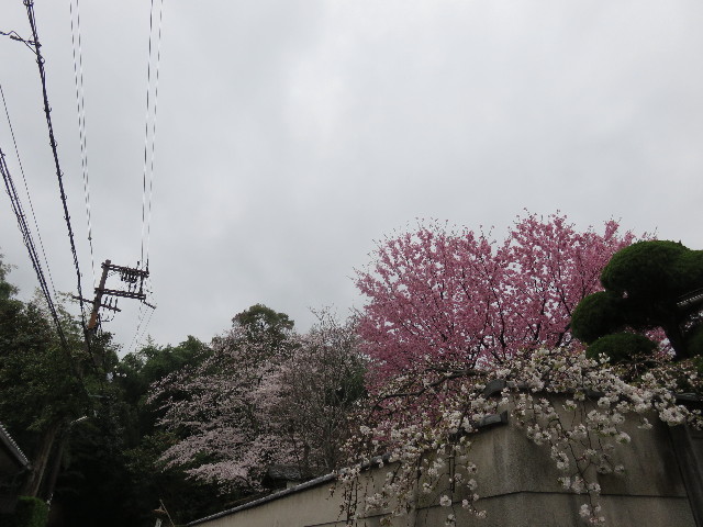 ファイル 4889-1.jpg