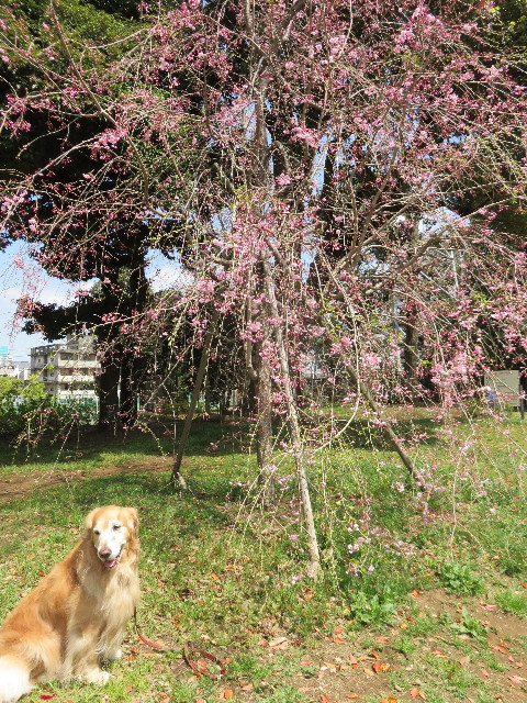 ファイル 4892-4.jpg