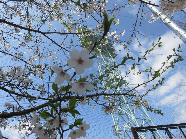 ファイル 4893-2.jpg