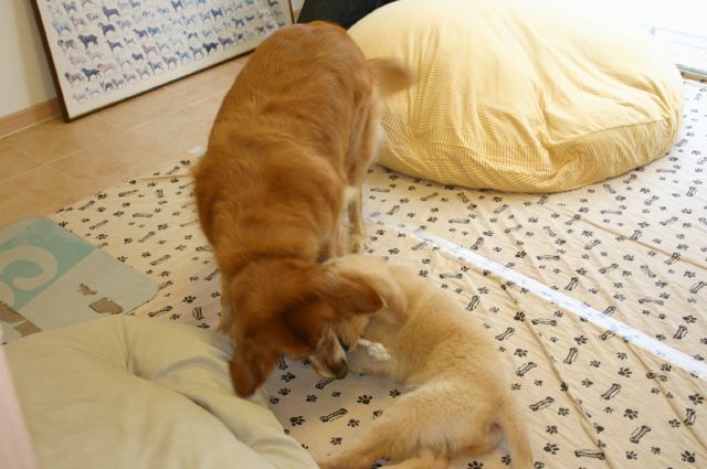 ファイル 49-4.jpg