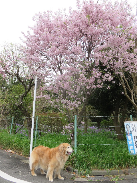 ファイル 4900-5.jpg