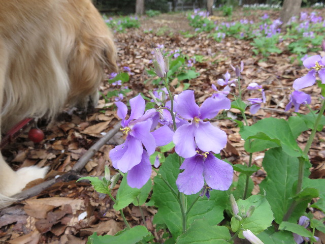 ファイル 4901-3.jpg