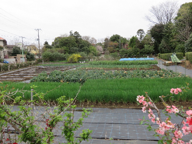 ファイル 4901-4.jpg