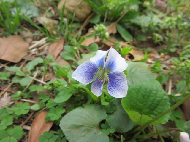 ファイル 4905-5.jpg