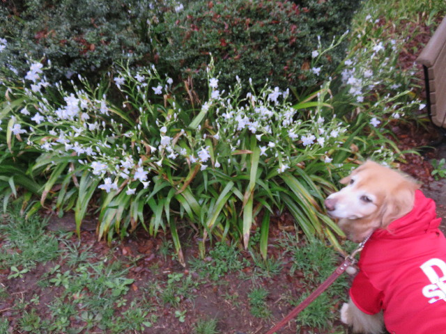 ファイル 4907-2.jpg