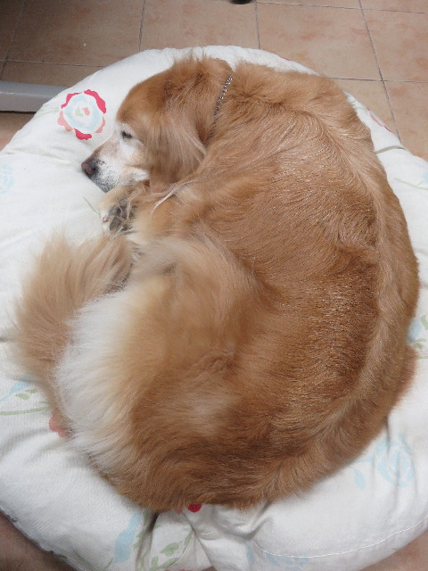 ファイル 4910-1.jpg