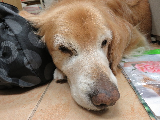 ファイル 4919-2.jpg