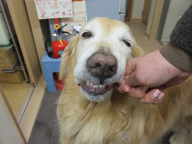 ファイル 4919-4.jpg