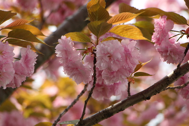 ファイル 4922-1.jpg