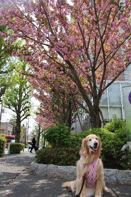 ファイル 4922-2.jpg