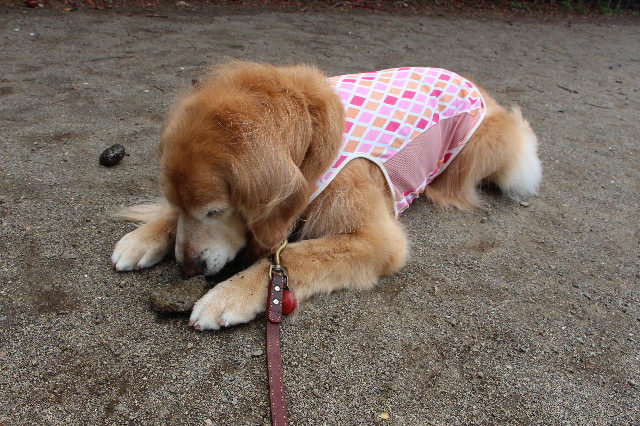 ファイル 4922-3.jpg