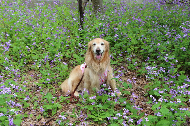 ファイル 4922-4.jpg