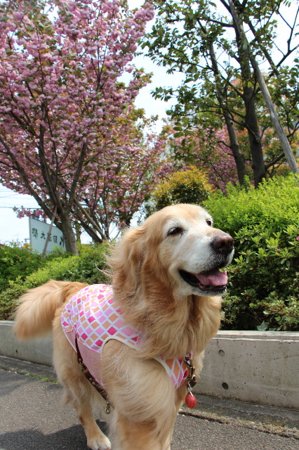 ファイル 4928-5.jpg