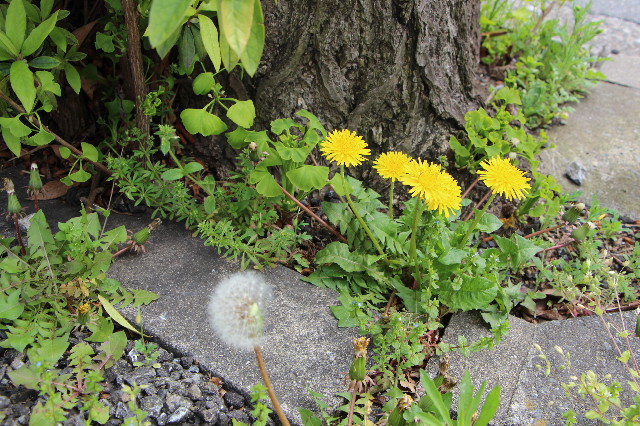 ファイル 4929-4.jpg