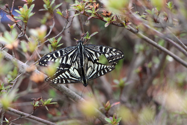 ファイル 4929-5.jpg