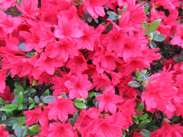 ファイル 4931-5.jpg