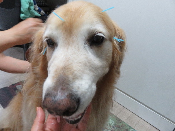 ファイル 4932-1.jpg