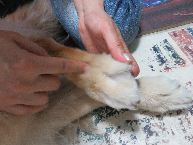 ファイル 4932-2.jpg