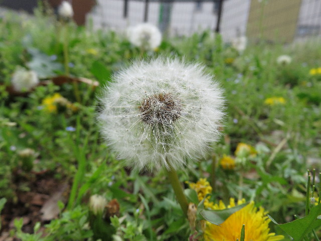 ファイル 4933-2.jpg